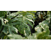 Get It Growing: Thai Constellation monstera has leaves like no other