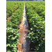 Can irrigation history waiver pave the path for more conservation in the state?