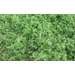 An Economic Perspective on Soil Health Management Practices