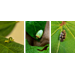 LSU AgCenter Field Crops Insect Scout Schools