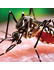 Insects and Relatives