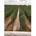 Fresh DIRT: New drought irrigation tool assists farmers with scheduling 