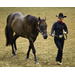 Louisiana state 4-H, FFA horse show set for July 8-12 in Gonzales 