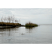 Secretive marsh birds can be indicators of marsh health