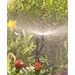 Saving Water Outdoors