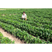 Nematode research showing progress in finding solutions