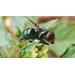 Livestock, wildlife populations threatened by New World screwworm, which feeds on live tissue  
