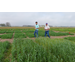 Triticale, a hybrid of wheat and rye, eyed as economical cover crop for Louisiana
