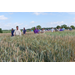 Weather brings challenges for wheat growers, valuable information for scientists
