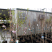Interested in growing fruit trees? Read this primer on chill hours and why they matter