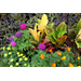 Summer is winding down, and fall is coming. Here’s what to do in the garden.