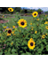 Pesticide Certification