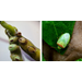 Monitoring and Management of Redbanded Stinkbugs in Soybean