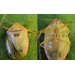 Protect Soybeans From Redbanded Stinkbugs Until Maturity