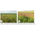 Section 18 Emergency Exemption for the use of Courier (Buprofezin) on Rice for the Control of Rice Delphacid in Louisiana