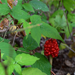 Roots, Shoot, Fruits & Flowers: Brown Widow Spider, Predatory Plant, Bedbugs, Crazy Ants, and Fire Ants
