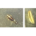 Rice Delphacid Detected in Louisiana for the First Time in >70 years