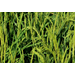 Rice research contributes to having a successful rice crop