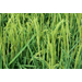 Louisiana rice crop benefitting from hot, clear days with harvest to begin soon