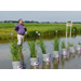  New varieties, new faculty highlight 113th LSU AgCenter Rice Field Day