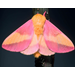 ​Dryocampa rubicunda, Rosy Maple Moth (Lepidoptera: Saturniidae)