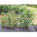 Diseases on the rise in Louisiana vegetables   