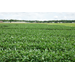 Tri-State Soybean Forum set for Jan. 5 in Delhi 