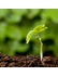 Plant, Environmental and Soil Sciences