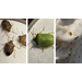 Stink Bug Control in Louisiana Soybean Fields