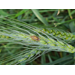 Managing Stink Bugs in Wheat and Corn