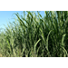 Sugar Research Station plays vital role in sustaining Louisiana's sugar industry