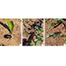Watch Out for These Early-Season Insect Pests Affecting Corn in Louisiana
