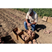 Sweet potato crop looks promising despite difficult growing conditions