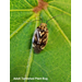 Scouting and Control for Tarnished Plant Bugs in Cotton
