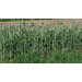 Triticale has beneficial uses
