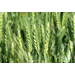 Growers get an update on wheat and oat breeding program during field day