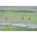 Whistling ducks making themselves at home in Louisiana
